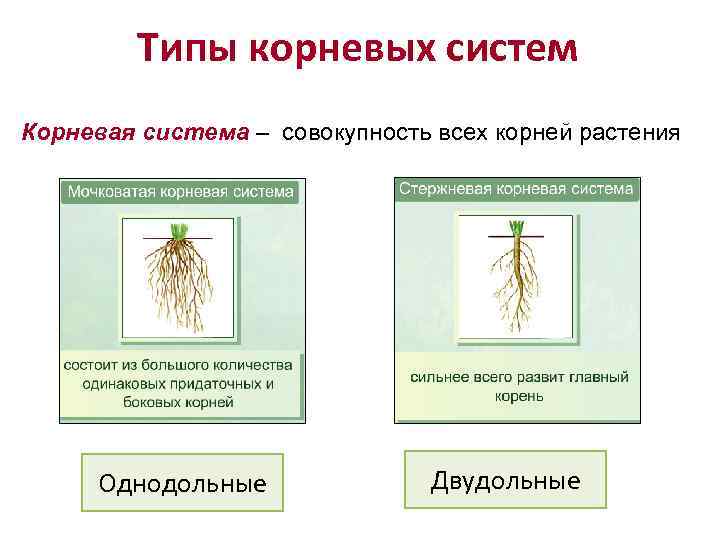 Растений имеют мочковатую корневую систему