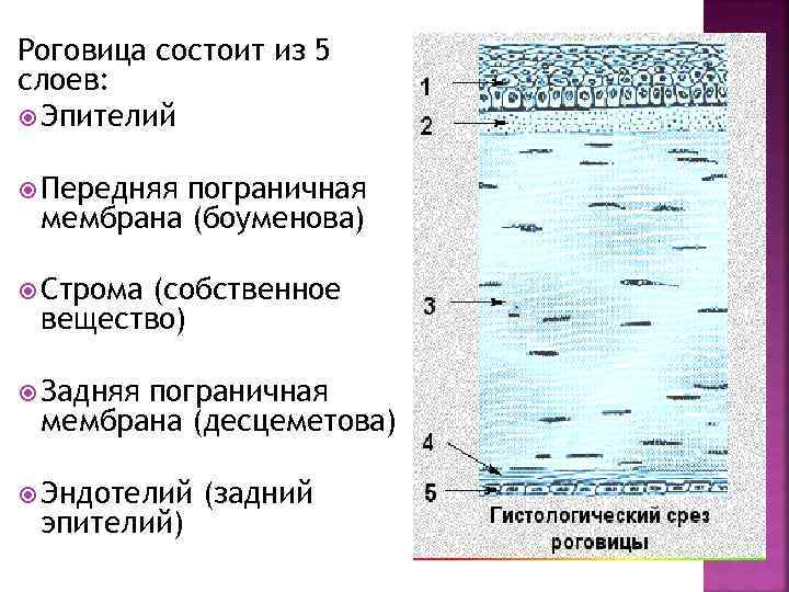 Роговица состоит из 5 слоев: Эпителий Передняя пограничная мембрана (боуменова) Строма (собственное вещество) Задняя