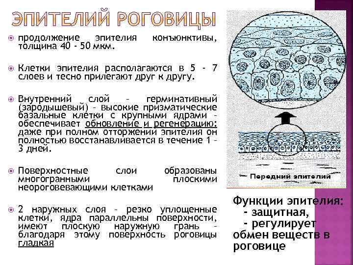  продолжение эпителия толщина 40 - 50 мкм. Клетки эпителия располагаются в 5 -