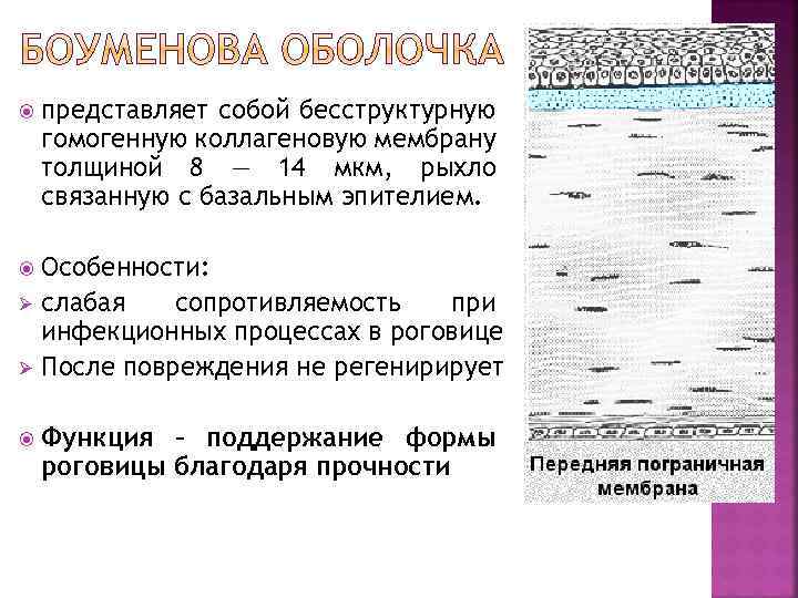  представляет собой бесструктурную гомогенную коллагеновую мембрану толщиной 8 — 14 мкм, рыхло связанную