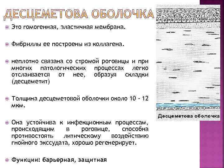 Это гомогенная, эластичная мембрана. Фибриллы ее построены из коллагена. неплотно связана со стромой
