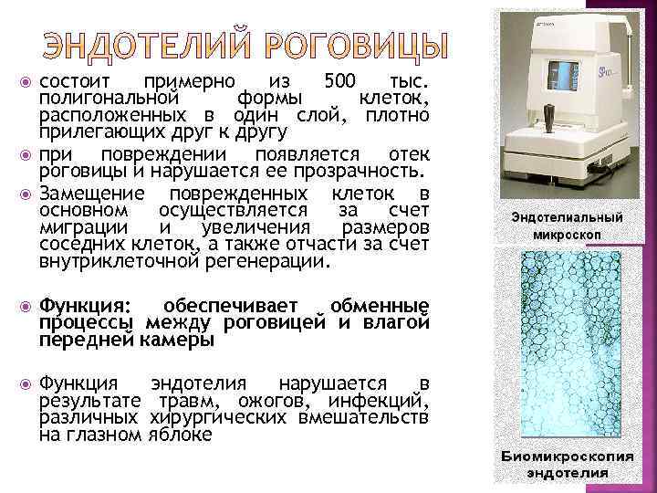  состоит примерно из 500 тыс. полигональной формы клеток, расположенных в один слой, плотно