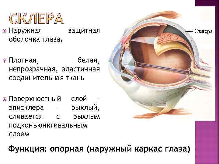  Наружная защитная оболочка глаза. Плотная, белая, непрозрачная, эластичная соединительная ткань Поверхностный слой –
