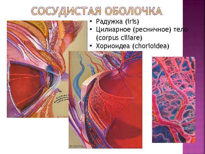  • Радужка (iris) • Цилиарное (ресничное) тело (corpus ciliare) • Хориоидеа (chorioidea) 