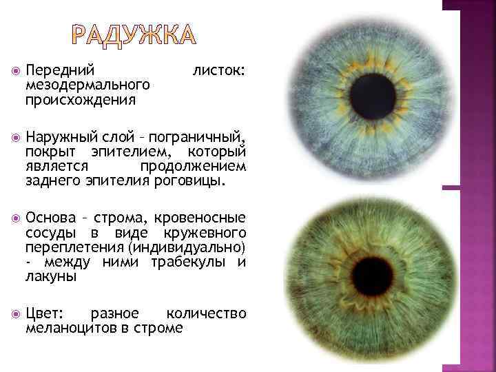  Передний мезодермального происхождения листок: Наружный слой – пограничный, покрыт эпителием, который является продолжением