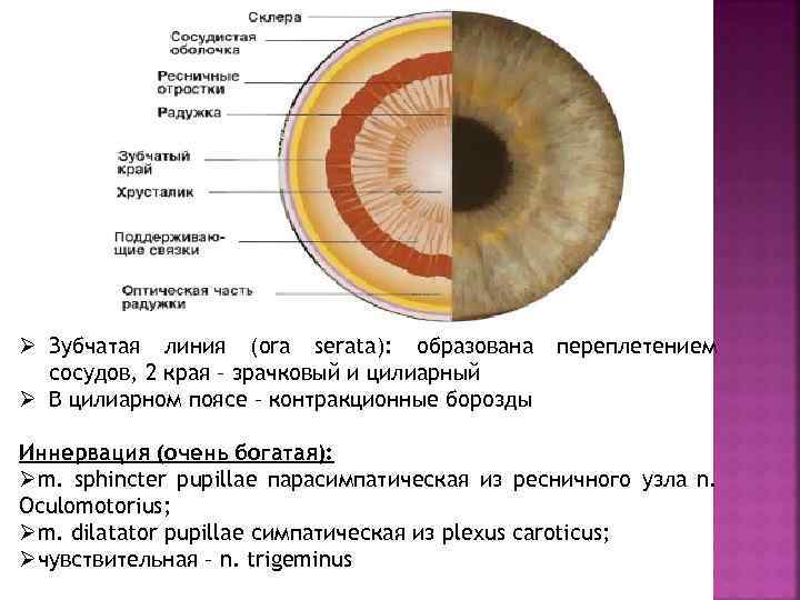 Ø Зубчатая линия (ora serata): образована сосудов, 2 края – зрачковый и цилиарный Ø