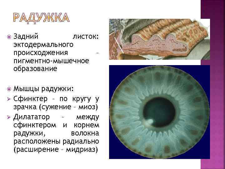  Задний листок: эктодермального происходжения – пигментно-мышечное образование Мышцы радужки: Сфинктер – по кругу