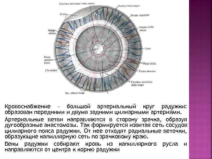 Кровоснабжение – большой артериальный круг радужки: образован передними и двумя задними цилиарными артериями. Артериальные