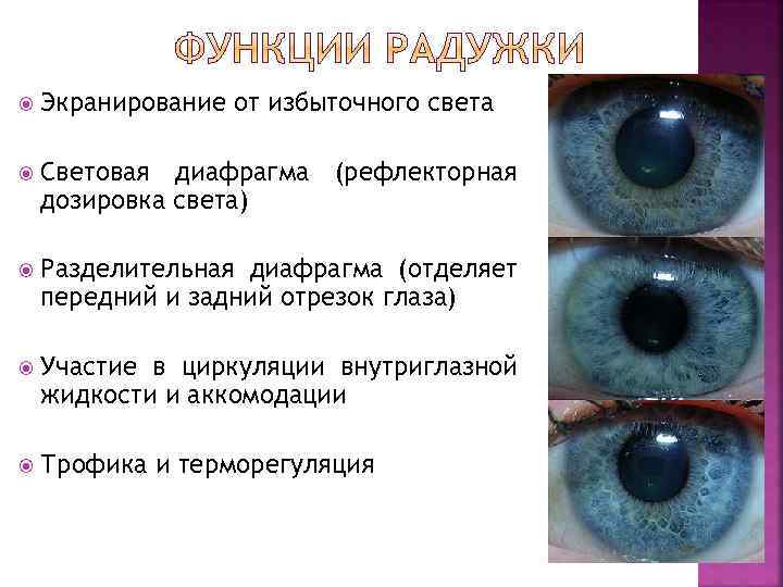  Экранирование от избыточного света Световая диафрагма (рефлекторная дозировка света) Разделительная диафрагма (отделяет передний