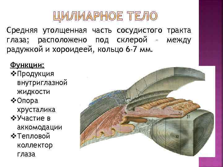 Средняя утолщенная часть сосудистого тракта глаза; расположено под склерой – между радужкой и хороидеей,