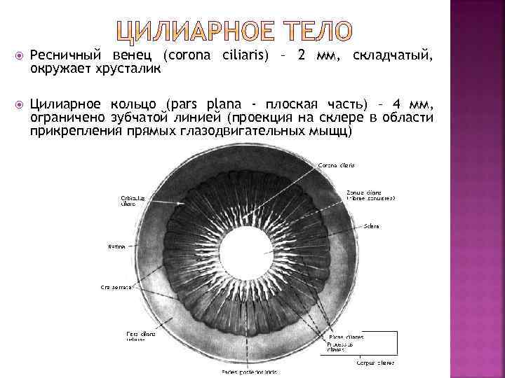  Ресничный венец (corona ciliaris) – 2 мм, складчатый, окружает хрусталик Цилиарное кольцо (pars