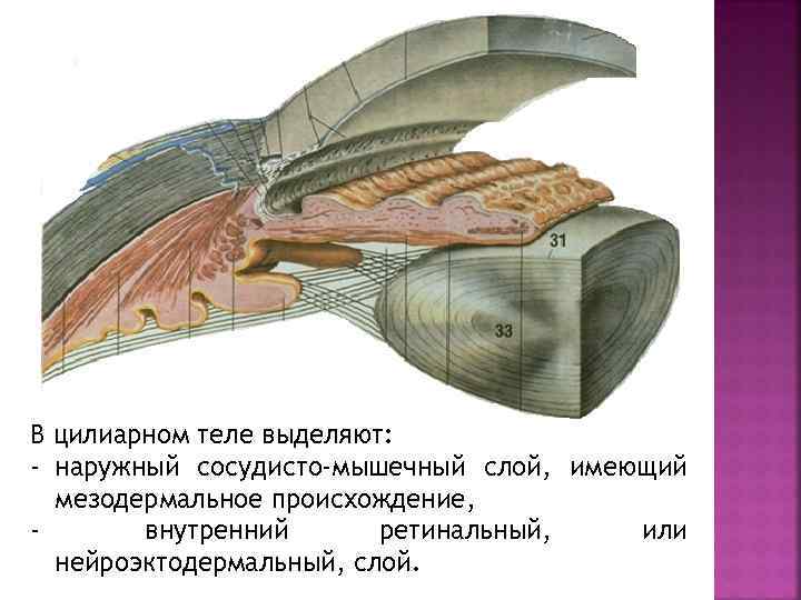 В цилиарном теле выделяют: - наружный сосудисто-мышечный слой, имеющий мезодермальное происхождение, внутренний ретинальный, или