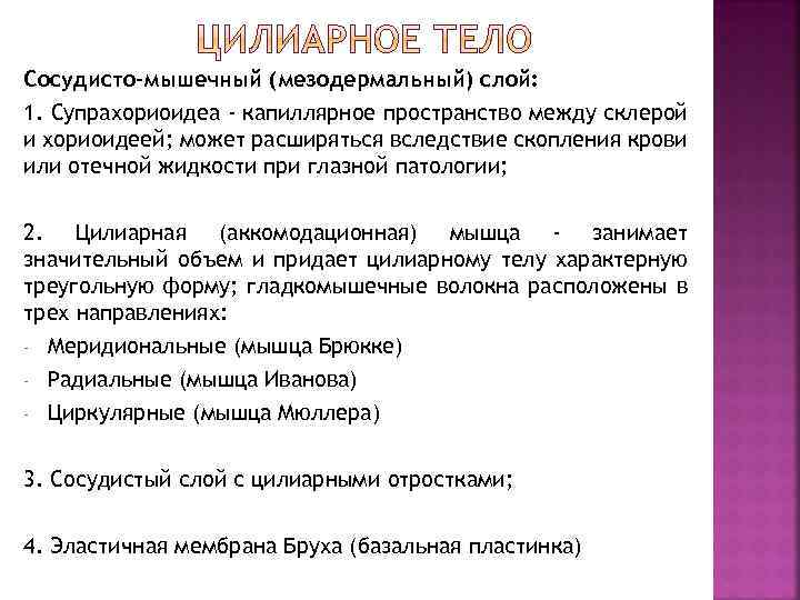 Сосудисто-мышечный (мезодермальный) слой: 1. Супрахориоидеа - капиллярное пространство между склерой и хориоидеей; может расширяться