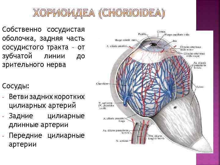 Собственно сосудистая оболочка, задняя часть сосудистого тракта – от зубчатой линии до зрительного нерва