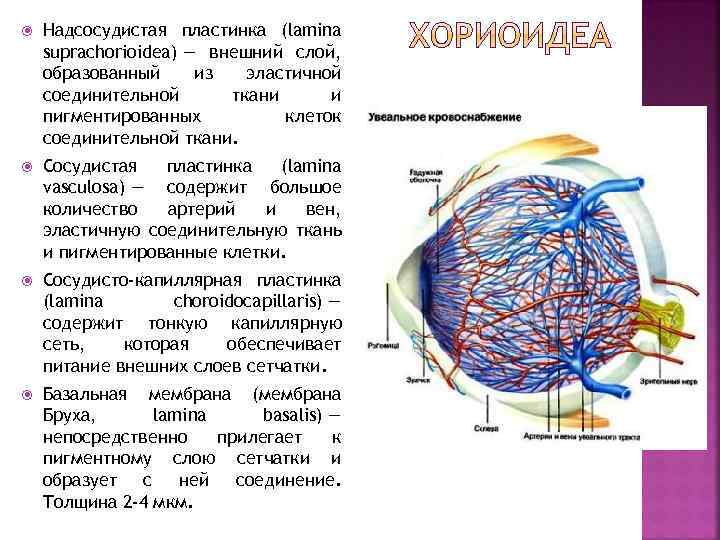  Надсосудистая пластинка (lamina suprachorioidea) — внешний слой, образованный из эластичной соединительной ткани и