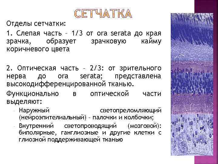 Отделы сетчатки: 1. Слепая часть – 1/3 от ora serata до края зрачка, образует