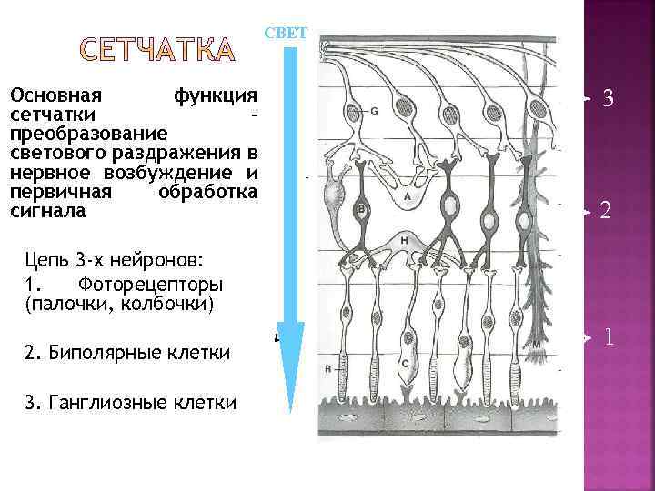 СВЕТ Стекловидное тело Основная функция сетчатки – преобразование светового раздражения в нервное возбуждение и