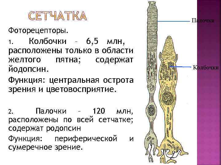 Палочки Фоторецепторы. Колбочки – 6, 5 млн, расположены только в области желтого пятна; содержат