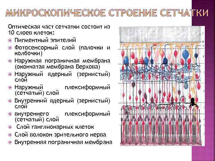Оптическая част сетчатки состоит из 10 слоев клеток: Пигментный эпителий Фотосенсорный слой (палочки и