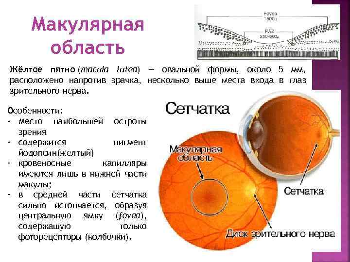 Сетчатка размеры. Анатомия глаза макула. Строение сетчатки макула. Строение глаза макула.