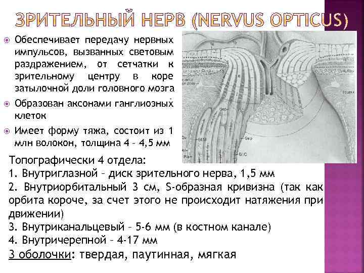  Обеспечивает передачу нервных импульсов, вызванных световым раздражением, от сетчатки к зрительному центру в