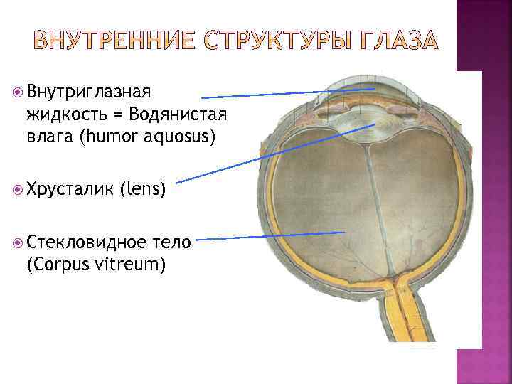  Внутриглазная жидкость = Водянистая влага (humor aquosus) Хрусталик (lens) Стекловидное тело (Сorpus vitreum)