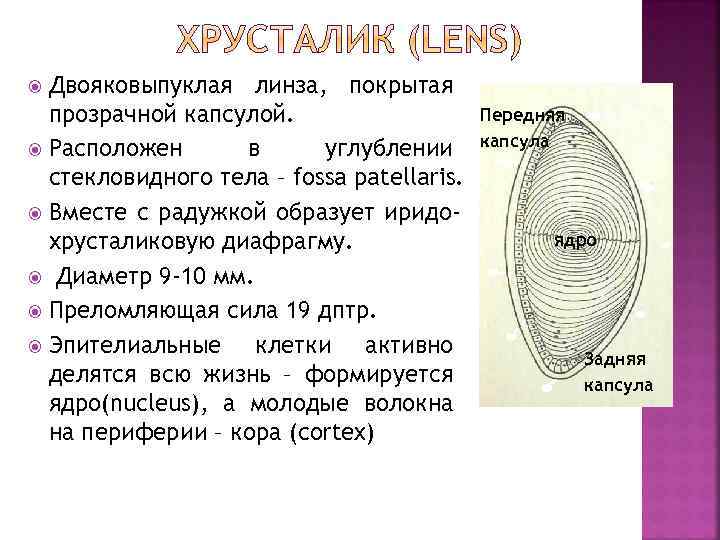 Двояковыпуклая линза, покрытая прозрачной капсулой. Расположен в углублении стекловидного тела – fossa patellaris. Вместе