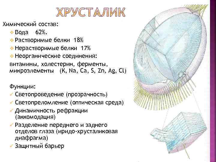 Химический состав: v Вода 62%. v Растворимые белки 18% v Нерастворимые белки 17% v