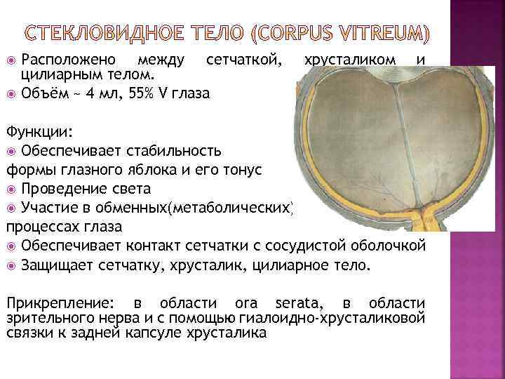  Расположено между сетчаткой, цилиарным телом. Объём ~ 4 мл, 55% V глаза хрусталиком