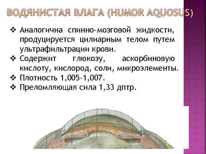 v Аналогична спинно-мозговой жидкости, продуцируется цилиарным телом путем ультрафильтрации крови. v Содержит глюкозу, аскорбиновую