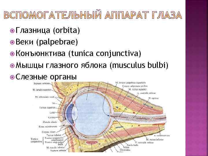  Глазница (orbita) Веки (palpebrae) Конъюнктива (tunica conjunctiva) Мышцы глазного яблока (musculus bulbi) Слезные