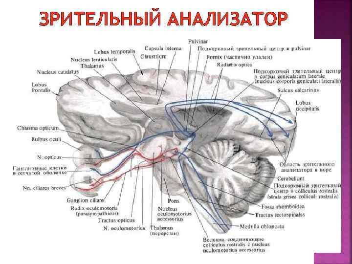 ЗРИТЕЛЬНЫЙ АНАЛИЗАТОР 