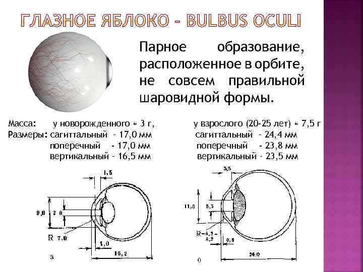 Парное образование, расположенное в орбите, не совсем правильной шаровидной формы. Масса: у новорожденного ≈