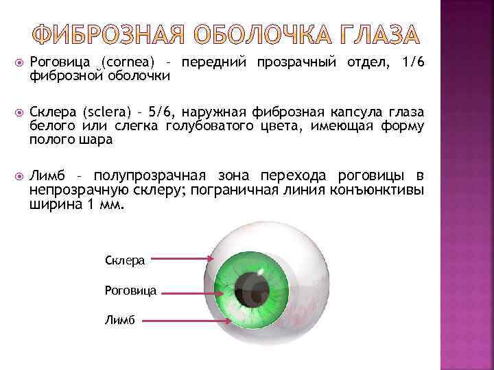  Роговица (cornea) – передний прозрачный отдел, 1/6 фиброзной оболочки Склера (sclera) – 5/6,