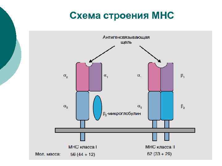 Схема строения молекулы мнс