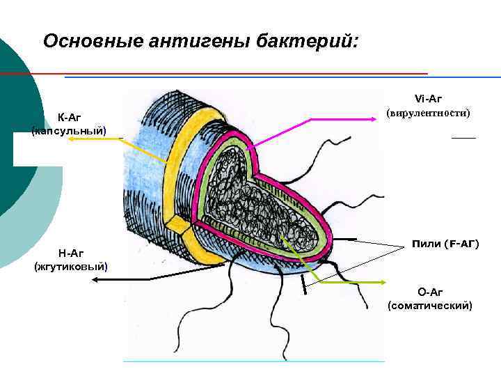 О антиген бактерий это