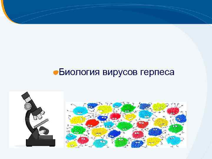 Биология вирусов герпеса 