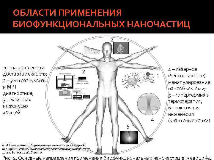 ОБЛАСТИ ПРИМЕНЕНИЯ БИОФУНКЦИОНАЛЬНЫХ НАНОЧАСТИЦ 1 – направленная доставка лекарств; 2 – ультразвуковая и МРТ