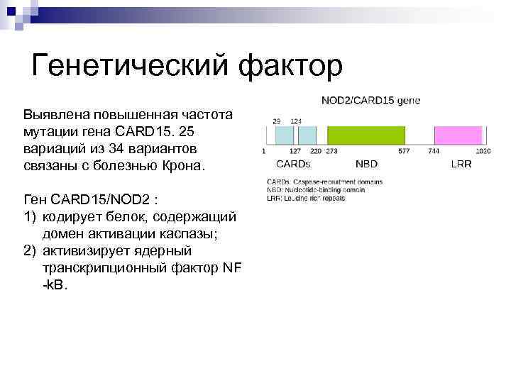 Генетический фактор Выявлена повышенная частота мутации гена CARD 15. 25 вариаций из 34 вариантов