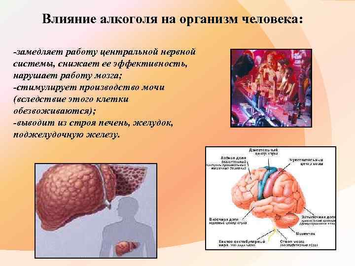 Влияние алкоголя на организм человека: -замедляет работу центральной нервной системы, снижает ее эффективность, нарушает