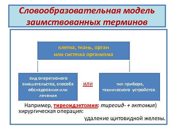 Словообразовательная модель заимствованных терминов клетка, ткань, орган или система организма вид оперативного вмешательства, способа