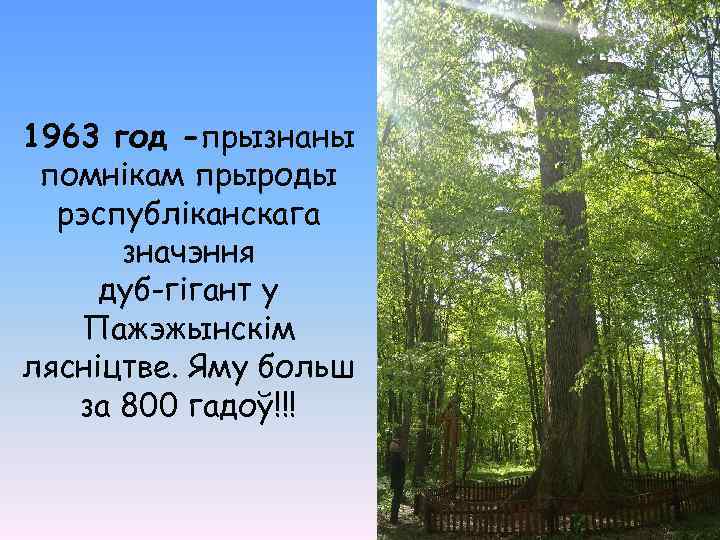 1963 год -прызнаны помнікам прыроды рэспубліканскага значэння дуб-гігант у Пажэжынскім лясніцтве. Яму больш за