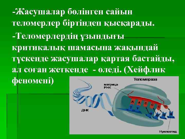 -Жасушалар бөлінген сайын теломерлер біртіндеп қысқарады. -Теломерлердің ұзындығы критикалық шамасына жақындай түскенде жасушалар қартая