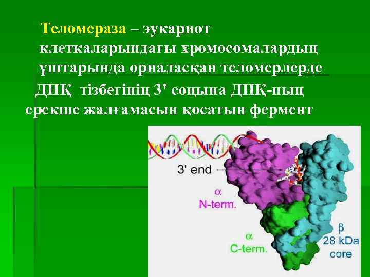 Теломераза – эукариот клеткаларындағы хромосомалардың ұштарында орналасқан теломерлерде ДНҚ тізбегінің 3' соңына ДНҚ-ның ерекше
