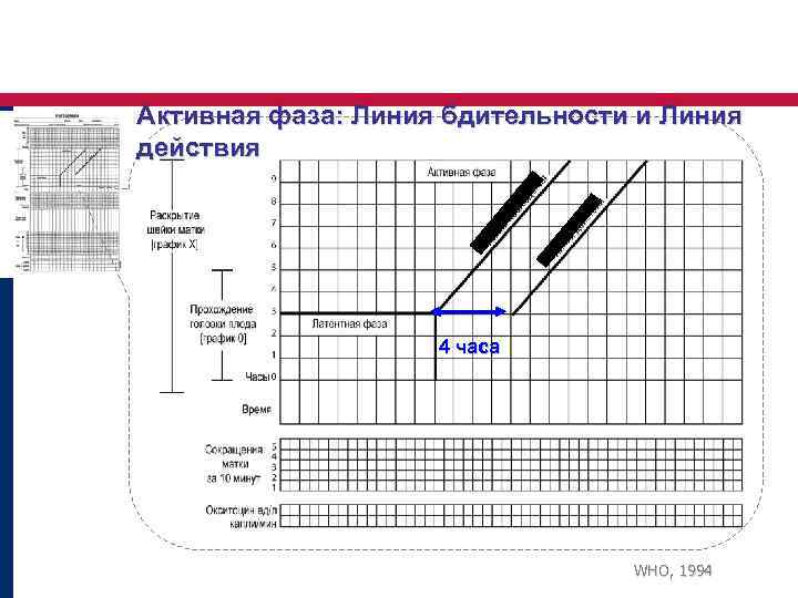Активная фаза: Линия бдительности и Линия действия 4 часа WHO, 1994 