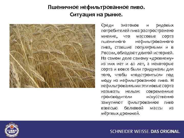 Пшеничное нефильтрованное пиво. Ситуация на рынке. Среди знатоков и рядовых потребителей пива распространено мнение,