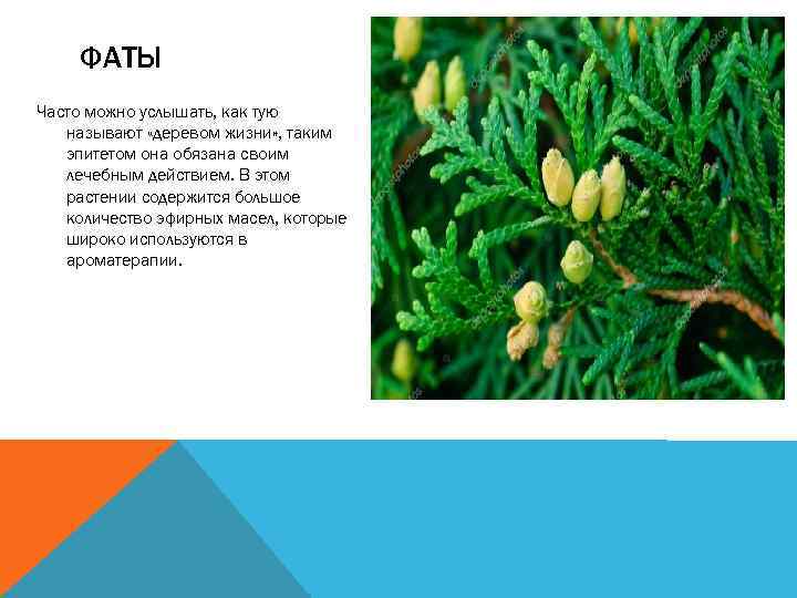 ФАТЫ Часто можно услышать, как тую называют «деревом жизни» , таким эпитетом она обязана