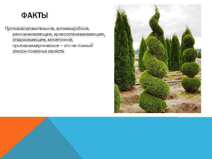 ФАКТЫ Противовоспалительное, антимикробное, ранозаживляющее, кровоостанавливающее, отхаркивающее, мочегонное, противоаллергическое – это не полный список полезных