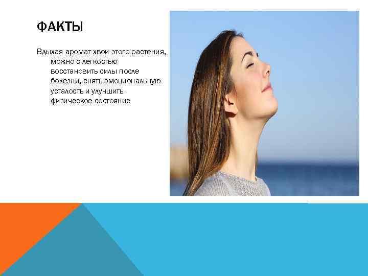 ФАКТЫ Вдыхая аромат хвои этого растения, можно с легкостью восстановить силы после болезни, снять