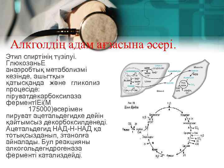 Алкголдің адам ағзасына әсері. Этил спиртінің түзілуі. Глюкозань. Е анаэробтық метаболизмі кезінде, ашьгтқы» қатысқанда